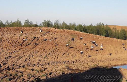 Zagroda z Antonówką - Foto 4