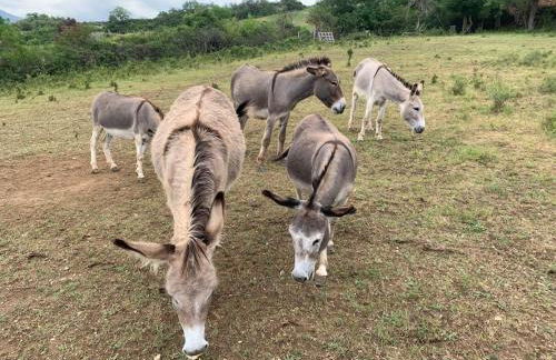 Domaine des Combes - La Ferme aux Anes 14 pers. - Foto 23
