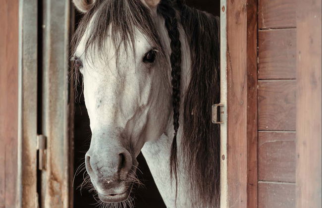 Biglietti per il castello di Chantilly - Foto 9