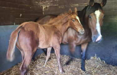 Tarnside Cottages - Foto 23