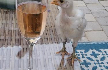 Beautiful 2 bed cottage with swimming pool - Foto 69