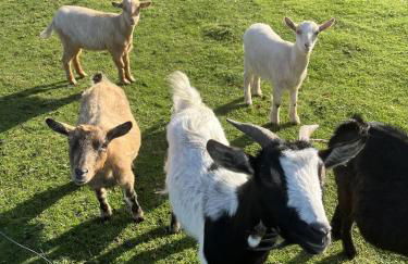 Ferienhof Anke Thiede - Foto 19