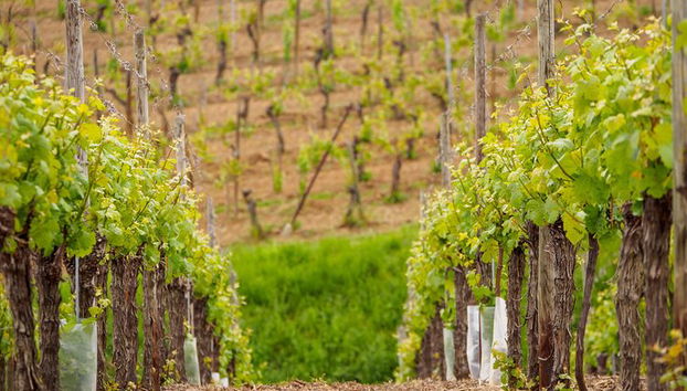 Strada del vino in Alsazia