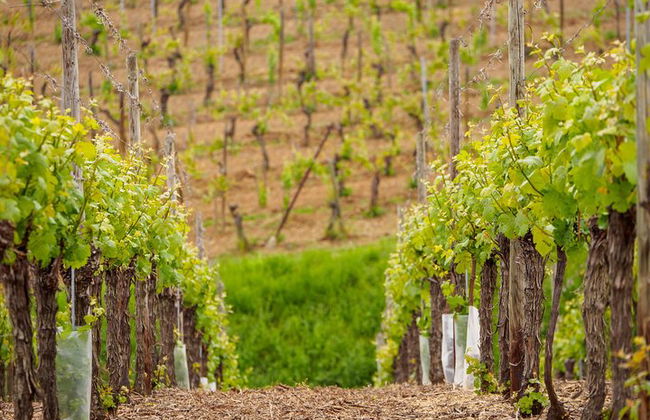 Tour guidato per piccoli gruppi con partenza da Strasburgo - Foto 3