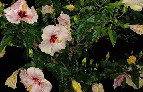 Weinberg-ferienwohnung, Oberrotweil - Foto 29