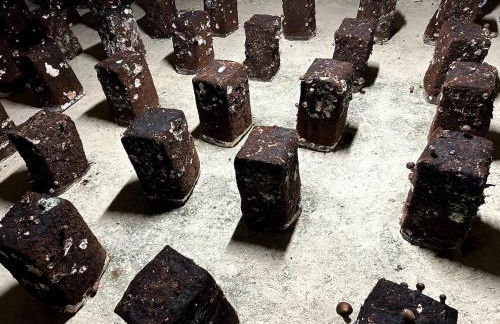 La Petite Caravelle 2 pièces sur jardin - Foto 4