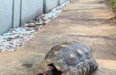 Maravilha na serra - próximo ao centro - Foto 37