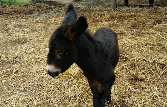 Casale Della Pergola With Cottage Sugarcane Pool - Foto 37