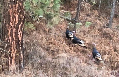 Tranquil Nature Retreat on 12 acres! - Foto 22