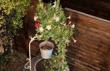 Villa Rosa - Foto 60