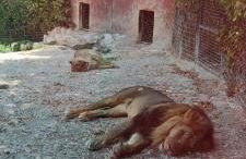 Residence Carmen - Foto 12