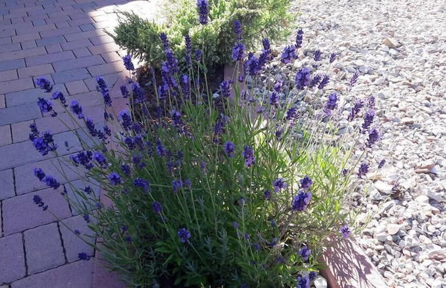 Agritur Sole Levante - Foto 53