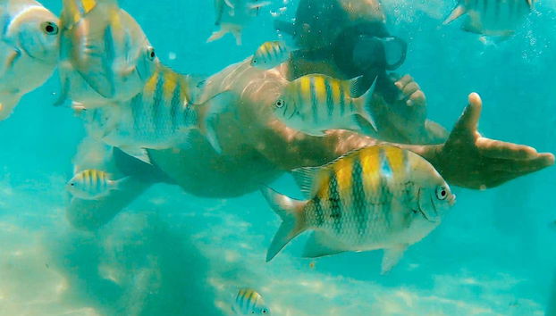 Nuotando fra i pesci della zona