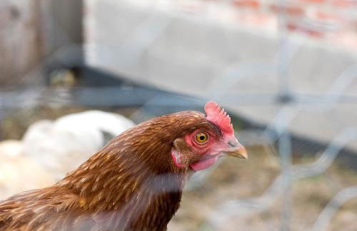 Ferienhof NaturZeit - Foto 13