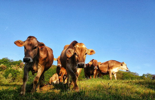 Azienda Agrituristica Lavagè - Foto 1