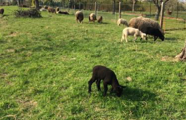 Ferienwohnungen Brack in Gaggenau - Foto 25