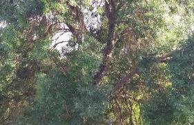 Turismo Rural Macieira Brava - Foto 26