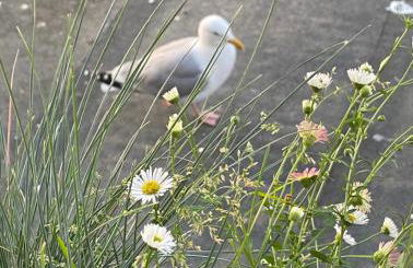 St Valery en Caux, apt vue mer et falaise: le bleu de lô - Foto 20