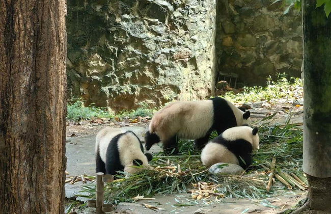 Volontariat dans la réserve de pandas de Dujiangyan - Photo 3