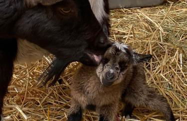 Vogtmühle - Foto 27