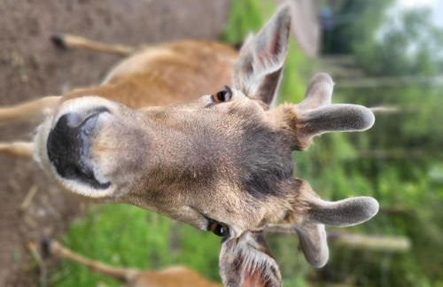 Ferienwohnung Mosel Hunsrück - Foto 22