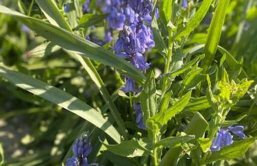 The Corner Lodge - Foto 16