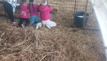 Agriturismo - fattoria didattica Caratozzolo - Foto 3