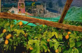 Il Limoneto degli Angeli - Foto 21