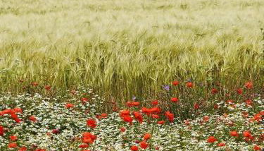 Petite maison dans le jardin - Foto 2