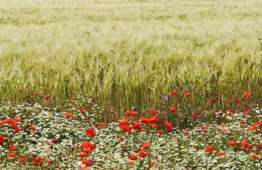 Petite maison dans le jardin - Foto 2