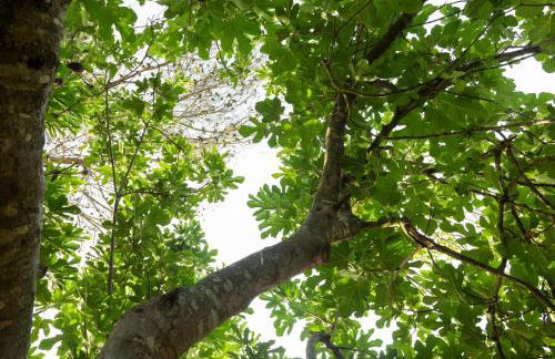 ALFA COUNTRY HOUSE Villa Salento - Foto 28