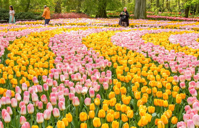 Entradas para Keukenhof - Photo 1