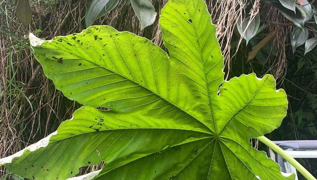 Conoceremos también la flora local