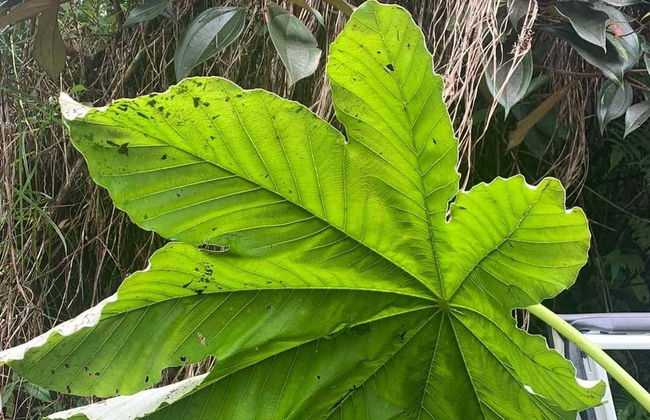 Excursión a Guavate - Foto 4