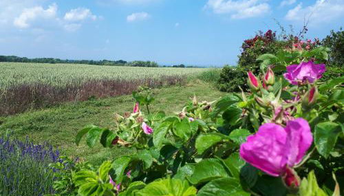 Anne Marie - Photo 3