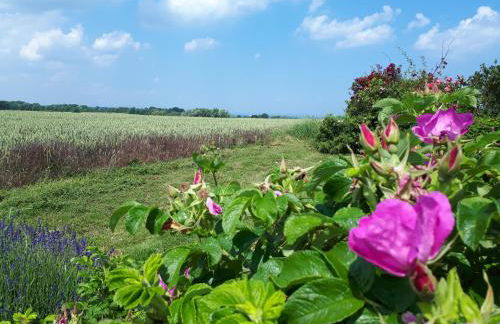 Anne Marie - Photo 3