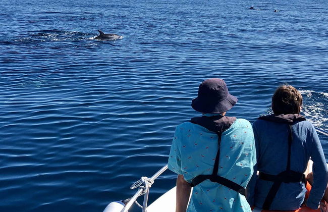 Faro Dolphin Watching Tour - Photo 3