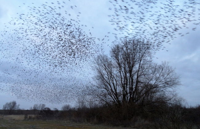 Cozy Holiday Home with Hot Tub in Lauwersoog by Lake - Foto 39