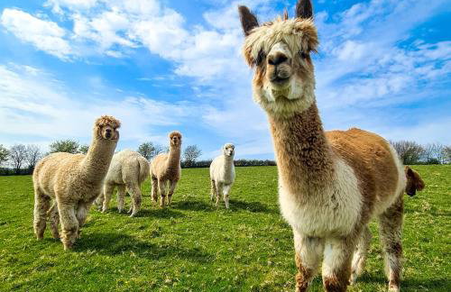 Ta Mill Cottages & Lodges - Pump Cottage - Foto 25