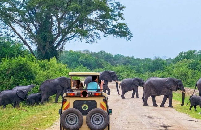 Safari privato nel Parco Nazionale di Yala - Foto 1