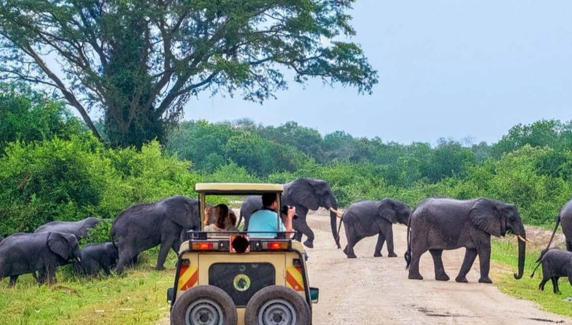 Vous verrez des troupeaux d'éléphants