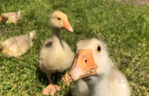 Gutshof Dragefeld - Foto 20