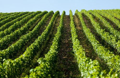 Querceto di Castellina - Foto 86