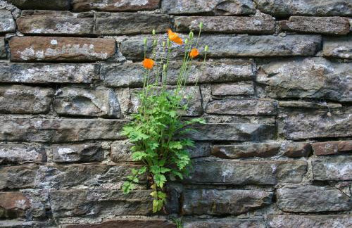 Swansea Valley Holiday Cottages - Foto 96