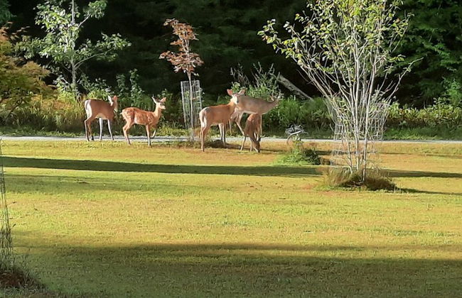Pocono Dog-Friendly Home on River - Foto 48