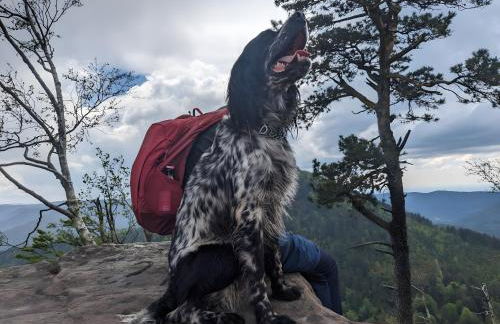 Gîte de la vallée, En Pleine Forêt - Foto 21