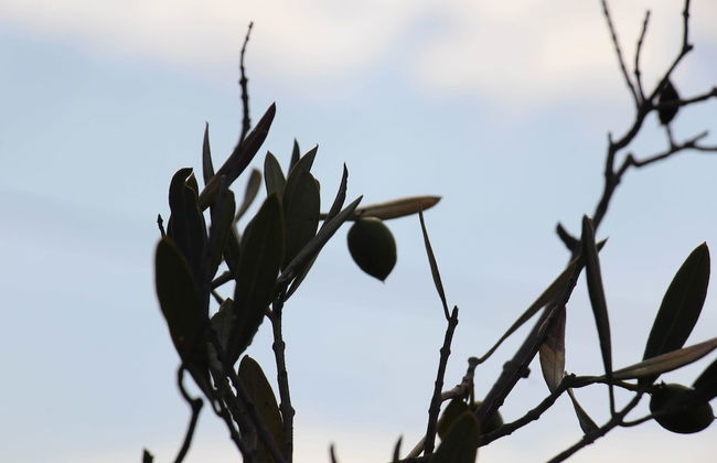 Monte Costa Luz - Foto 49