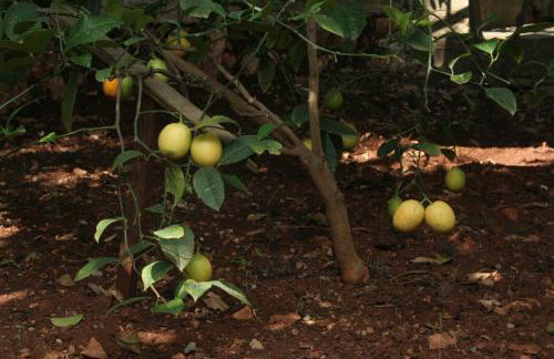 Apartment Zarace - Gdinj 4598a - Foto 15