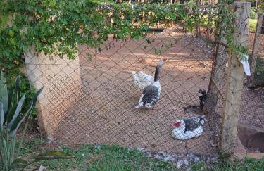 Exclusivo Haras Marilu! - Foto 24