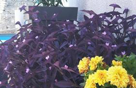 Apartment Ela - Photo 38